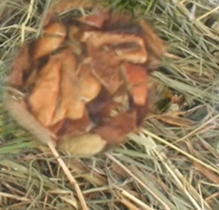 Berghooi met appel 500 gr.