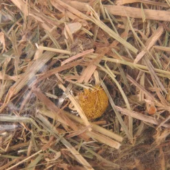 Berghooi met kamille 500gr.