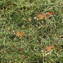 Berghooi met tarwe en mais 500gr