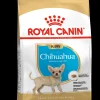Bhn chihuahua puppy 500g