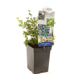 Blauwe bessenstruik vaccinium corymbosum arto zeer vorstbestendig