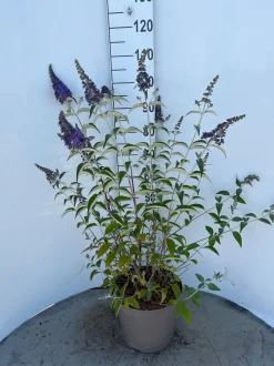 Buddleja davidii Empire Blue ( Vlinderstruik )