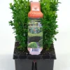 Buxus sempervirens 6-pack p9 h15
