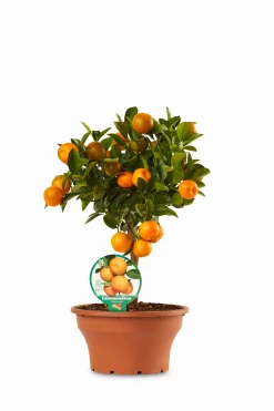 Calamondino ciotola