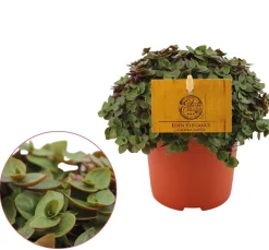 Callisia repens 'Turtle'