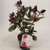 Camellia japonica femme fatale p15 h30
