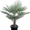 Chinese Waaierpalm