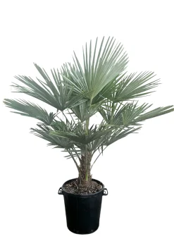 Chinese Waaierpalm