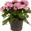 Chrysanthemum dubbel roze ( Chrysant )