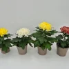 Chrysanthemum uniflor