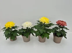 Chrysanthemum uniflor