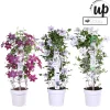 Clematis Double Up blauw-paars p23