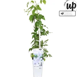 Clematis evision Bernadine