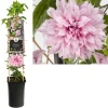 Clematis multi Pink ( bosrank )