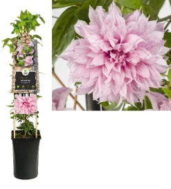 Clematis multi Pink ( bosrank )