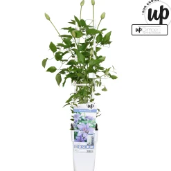 Clematis 'Parisienne Boulevard'