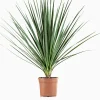 Cordyline p29
