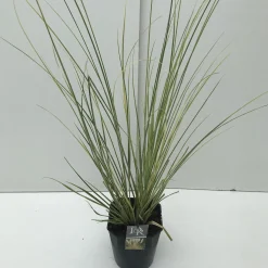 Cortaderia selloana Mini Goldpampas ( Pampasgras )