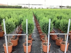 Cupressocyparis sempervirens Pyramidalis ( Italiaanse cipres )