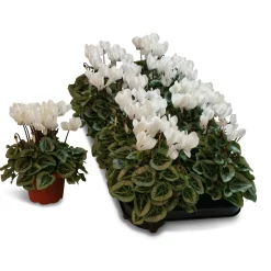 Cyclamen silverado