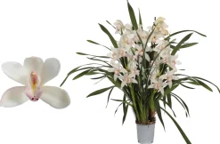 Cymbidium lucky kate p12 h50