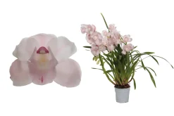 Cymbidium pink bell p12 h65