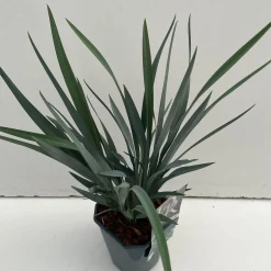 Dianella revoluta Blue Stream ( Tasmaanse Vlaslelie )