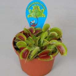 Dionaea muscipula p12 h10