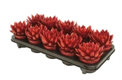 Echeveria Miranda Rainbow red