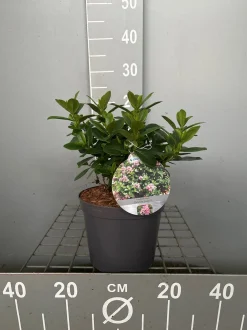 Escallonia laevis Pink Elle