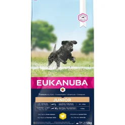 Euk dog developing junior large breed