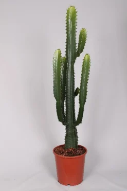 Euphorbia cowboycactus