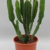 Euphorbia triangularis