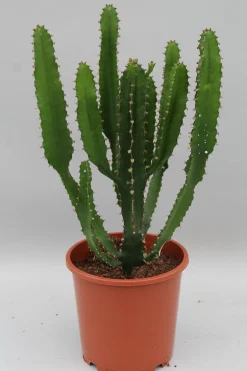 Euphorbia triangularis