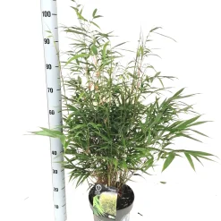 Fargesia robusta formidable p23 niet woekerende bamboe