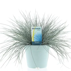 Festuca glauca of blauw zwenkgras p17 h25