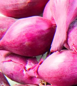 Franse plantsjalot mikor 15/40 500g