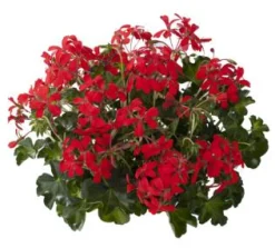 Geranium hang p12