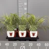 Hakonechloa macra