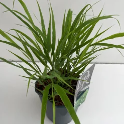 Hakonechloa macra ( Hakonegras )