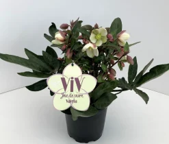 Helleborus in varieteiten