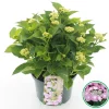 Hortensia macrophylla p23