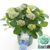 Hortensia magical revolution blauw p23