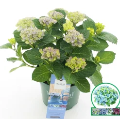 Hortensia magical revolution blauw p23