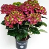 Hortensia rembrand rood p15 h40