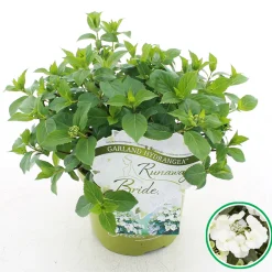 Hortensia runaway bride ( Slingerhortensia )