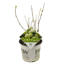 Hortensia strong annabelle p19 h45 sterke takken, die rechtop blijven