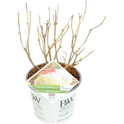 Hortensia strong annabelle p19 h45 sterke takken, die rechtop blijven