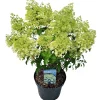 Hydrangea paniculata 'Bobo'