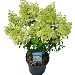 Hydrangea paniculata 'Bobo'